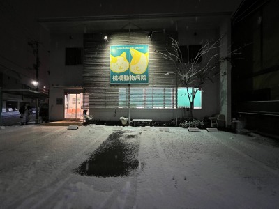 高知　大雪　桟橋動物病院