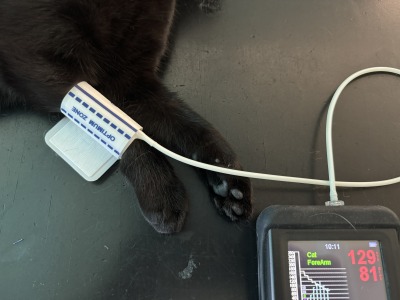猫の血圧測定